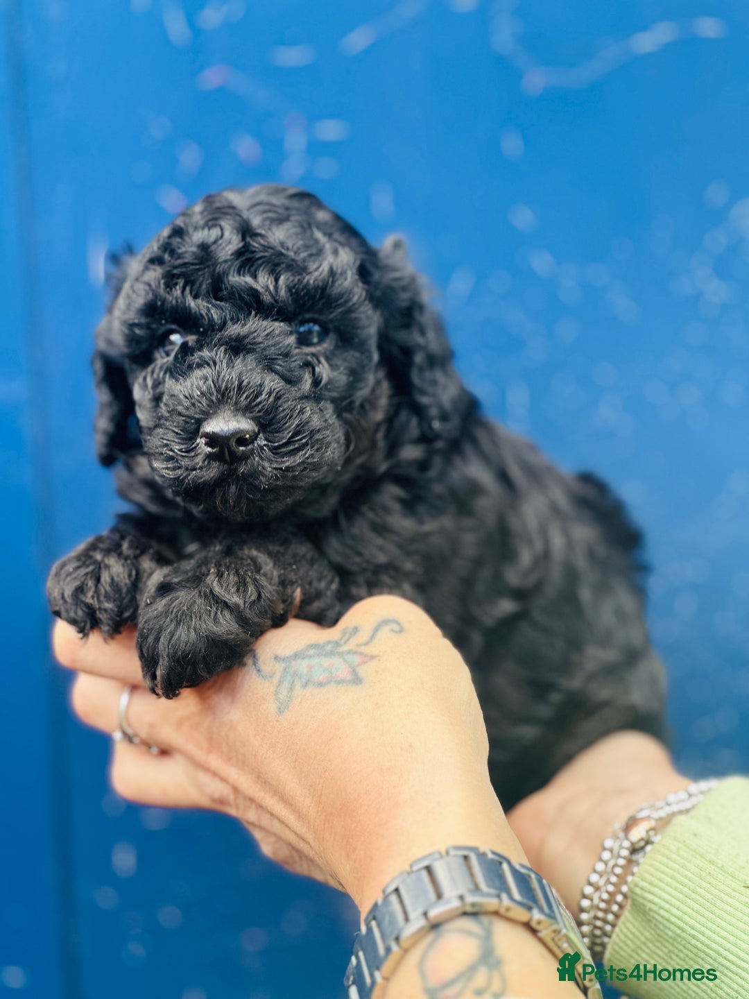Miniature Poodle dogs for sale: Wow 🤩 how stunning  - Image 5