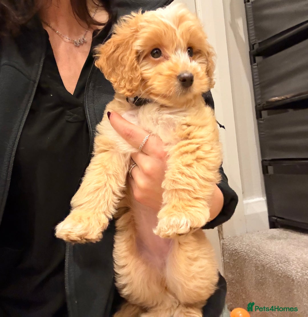 Cockapoo dogs for sale: Butter a little golden cockapoo - Advert 3