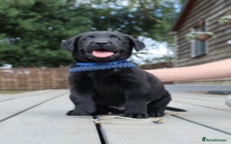 Labrador Retriever dogs for sale: WAITLIST CHAMPION KC BLACK & REDS - 5 STAR LICENSE - Image 1