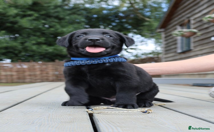 Labrador Retriever dogs - Advert 13