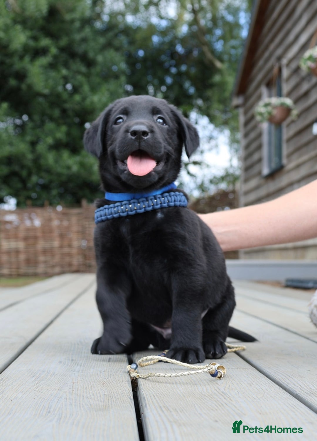 Labrador Retriever dogs for sale: WAITLIST CHAMPION KC BLACK & REDS - 5 STAR LICENSE - Image 1