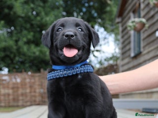 Labrador Retriever dogs - Advert 3