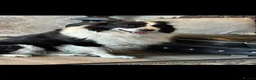 Border Collie dogs for sale: Beautiful Border Collie puppies  in Barnsley - Advert 3