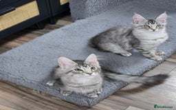 Maine Coon cats for sale: Large pedigree Tica Maine coon kittens READY  - Image 25