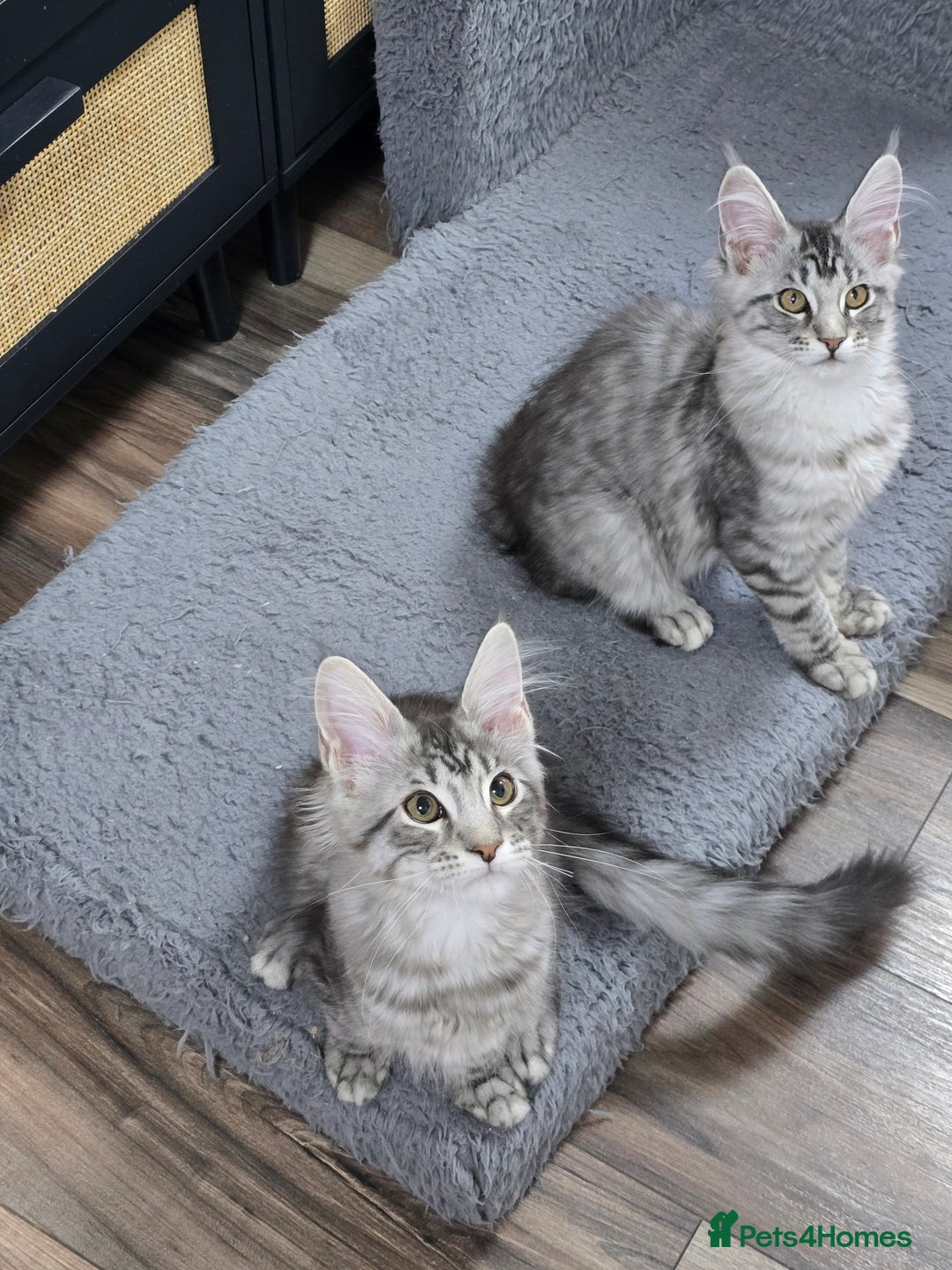 Maine Coon cats for sale: Large pedigree Tica Maine coon kittens READY  - Image 25