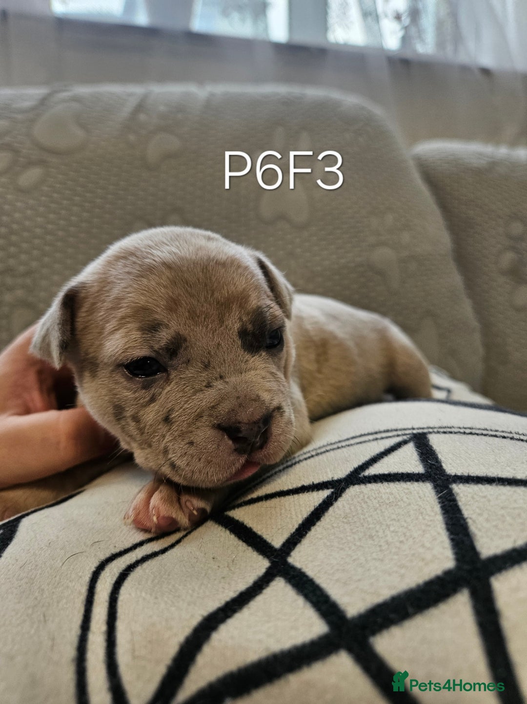 American Bully dogs for sale:  litter of AmericanBully(ABKC)  Standart/Pocket - Advert 23