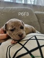 American Bully Puppy 6