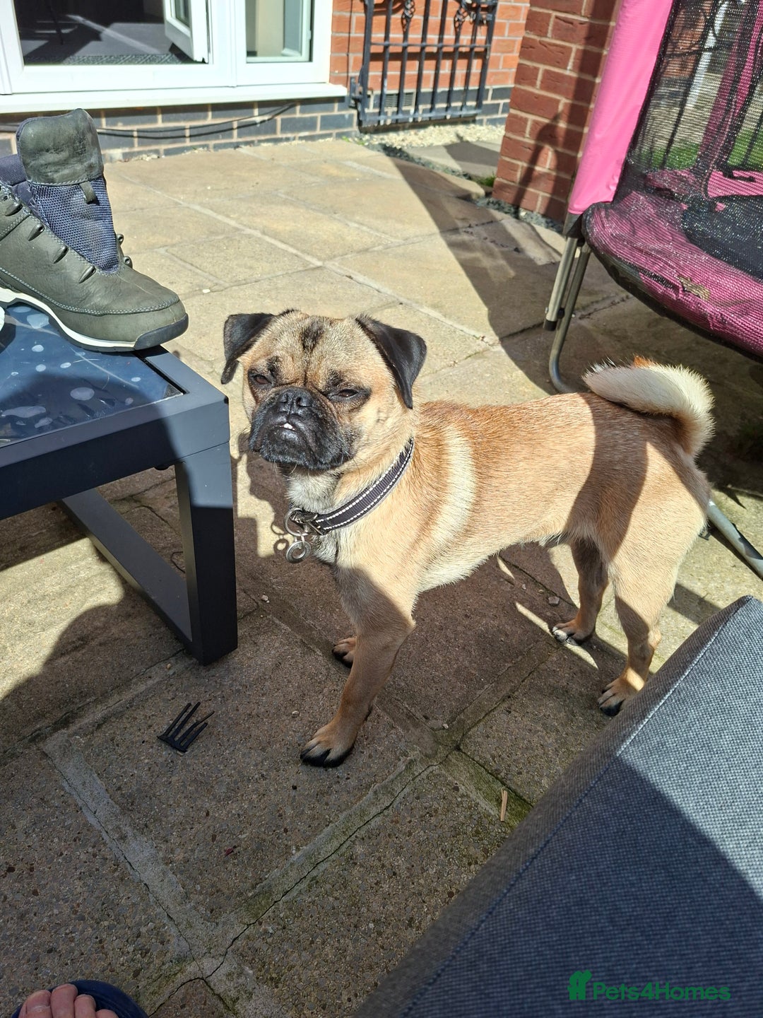 Puggle dogs for stud: Miss Victoria brown1 - Advert 4