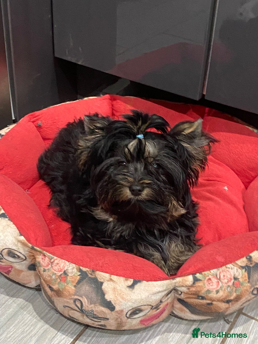Yorkshire Terrier dogs for sale: Yorkshire Terrier Carrier  - Advert 4
