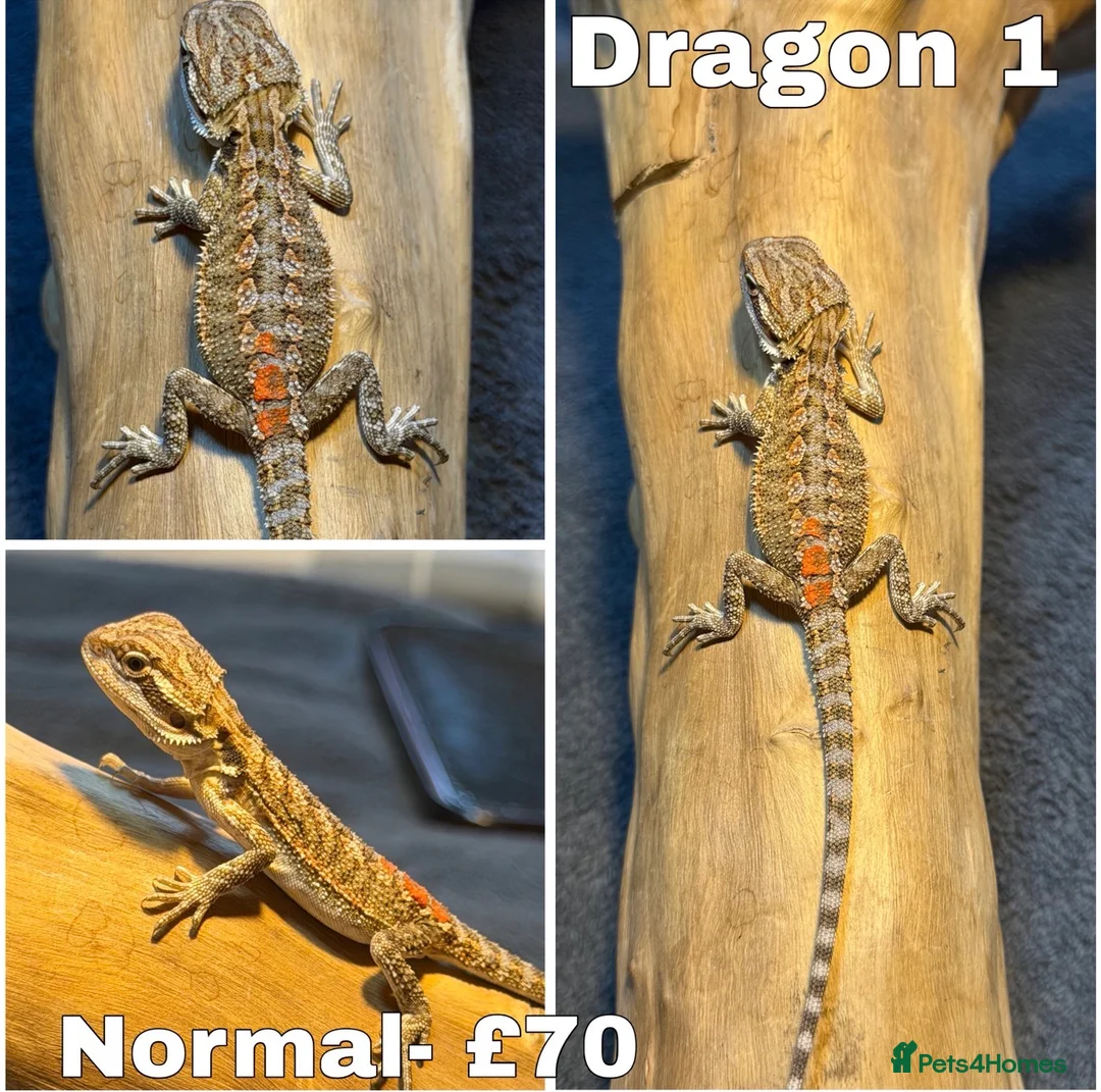 Bearded Dragon reptiles for sale: Bearded Dragons Ready To Reserve - Advert 1
