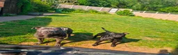 Staffordshire Bull Terrier dogs for sale: Beautiful Staffordshire Bull Terrier Puppies in Stockport - Advert 2