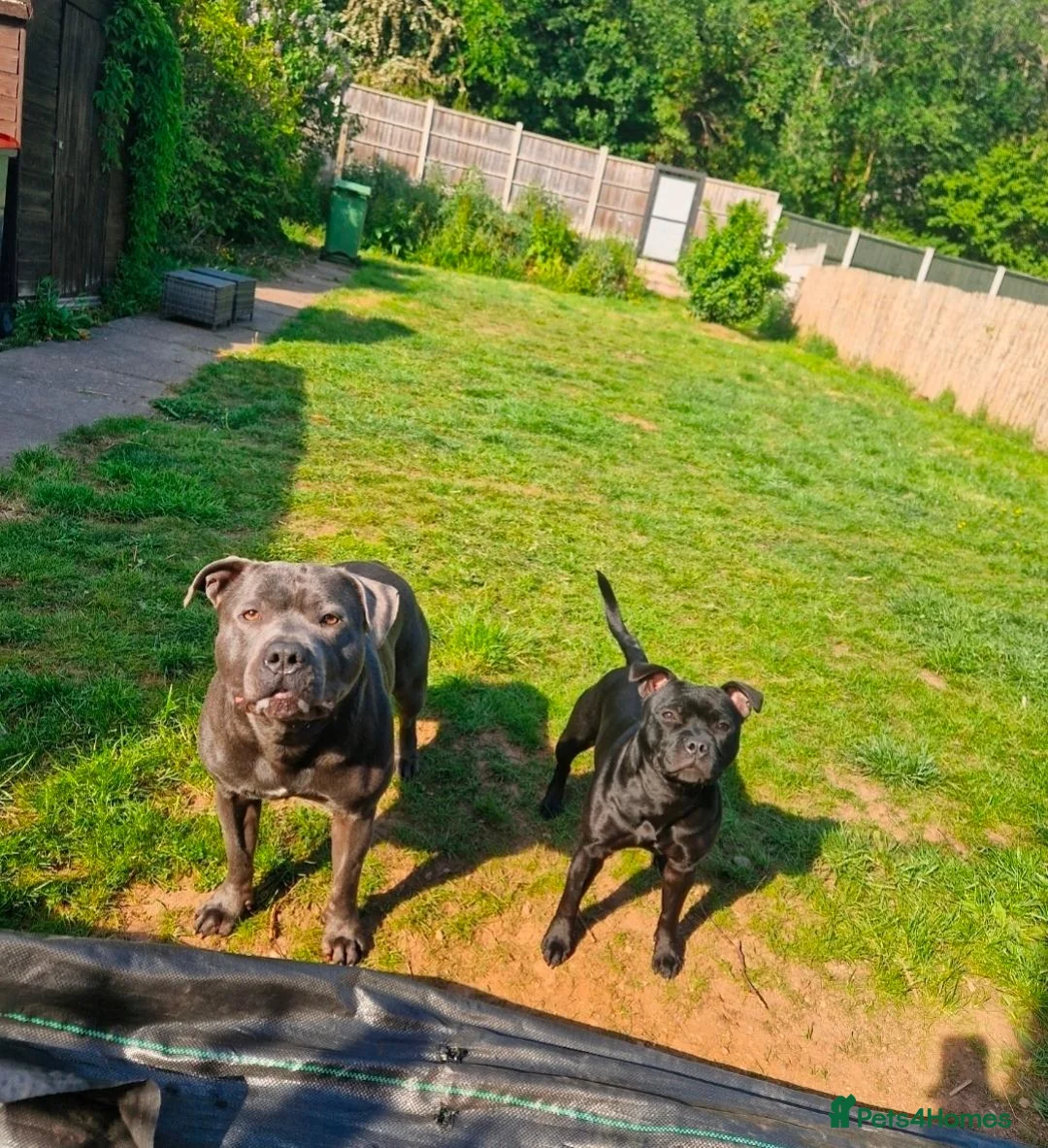 Staffordshire Bull Terrier dogs for sale: Beautiful Staffordshire Bull Terrier Puppies in Stockport - Advert 2