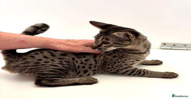Savannah cats - Advert 4