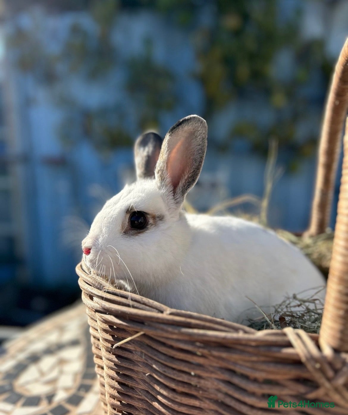 Mixed Breed rabbits Male Rabbit - Advert 13