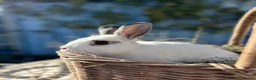 Mixed Breed rabbits for sale: Male Rabbit - Advert 1