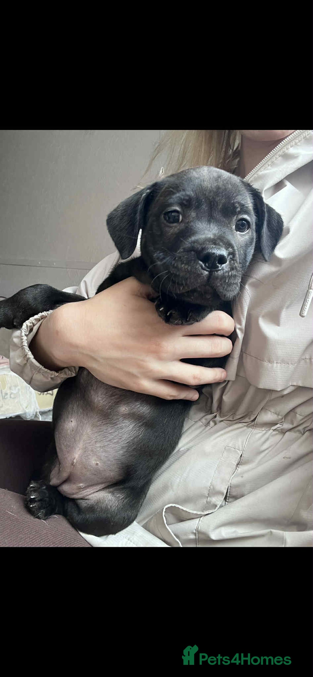 Staffordshire Bull Terrier dogs for sale: Staffy Babies Ready to leave - Image 13