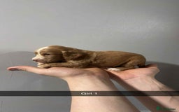 Cocker Spaniel dogs for sale: Cocker spaniel pups  - Image 13