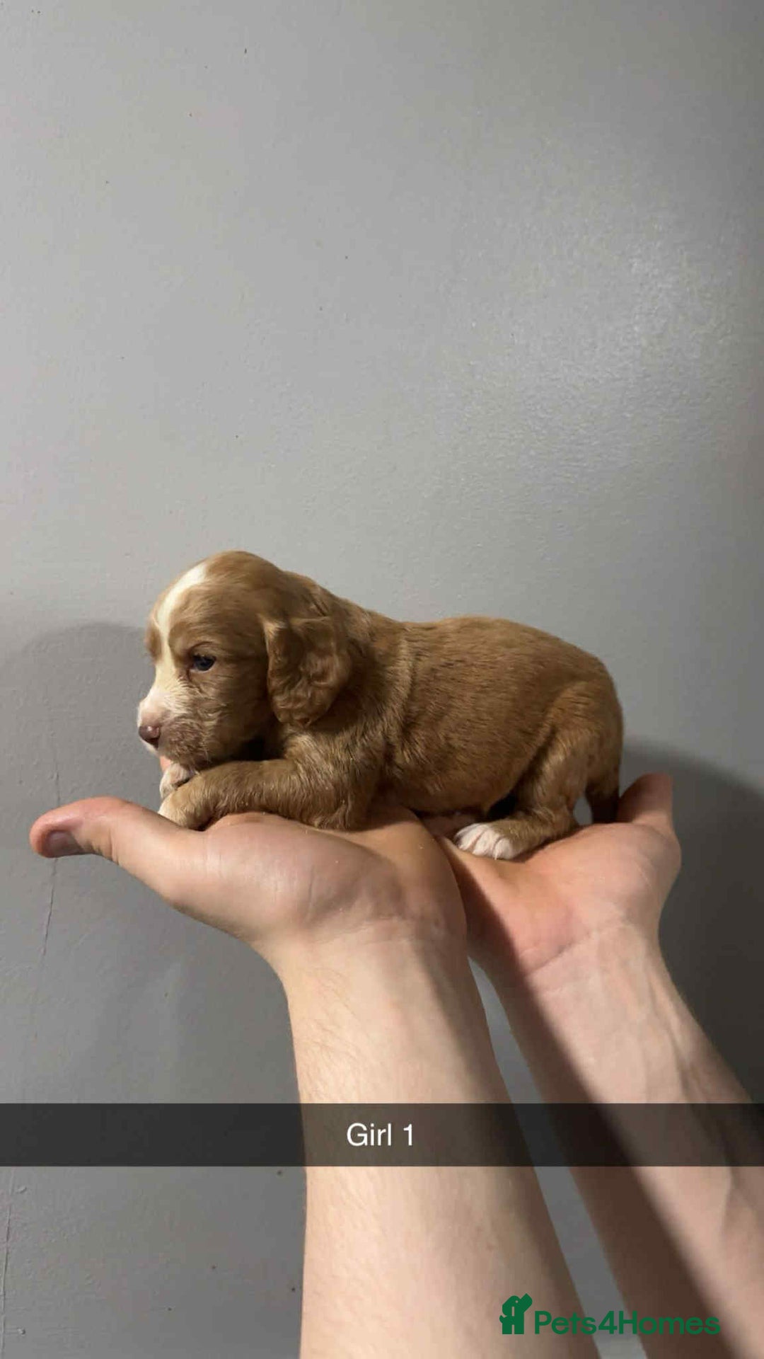 Cocker Spaniel dogs for sale: Cocker spaniel pups  - Image 13