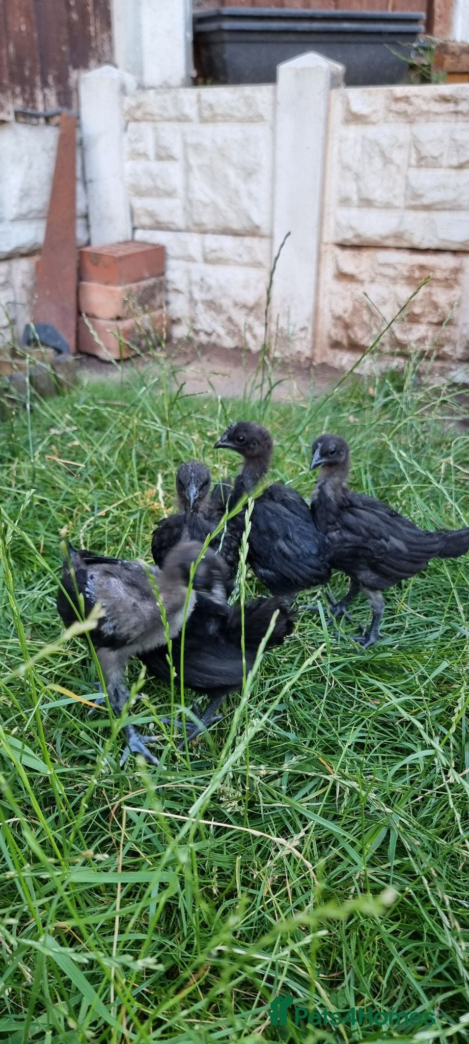 Chickens poultry Ayam Cemani Chicks – Hatched 12th June – Unsexed - Advert 2