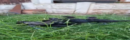 Chickens poultry for sale: Ayam Cemani Chicks – Hatched 12th June – Unsexed - Advert 2
