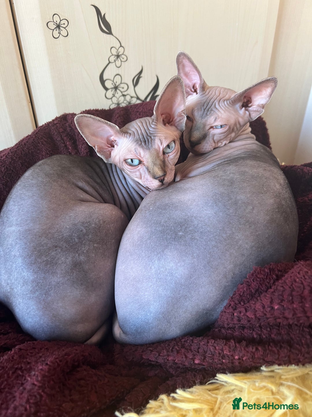 Sphynx cats for sale: 2 Beautiful sphynx kittens available - Advert 1