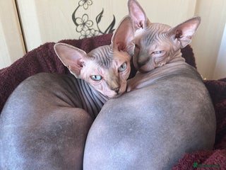 Sphynx cats 2 Beautiful sphynx kittens available - Advert 1