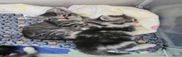 Maine Coon cats for sale: 7 main coon kittens  - Advert 3