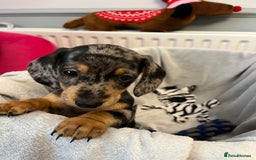 Miniature Dachshund dogs for sale: Stunning miniature dachshund puppies  - Image 22