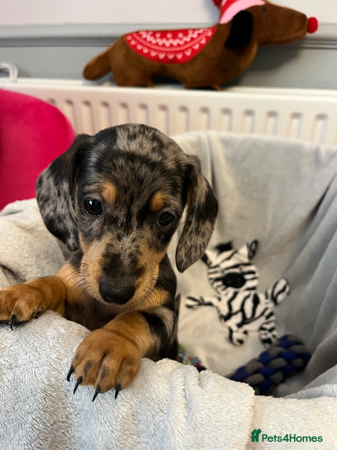 Miniature Dachshund dogs for sale: Stunning miniature dachshund puppies  - Image 22
