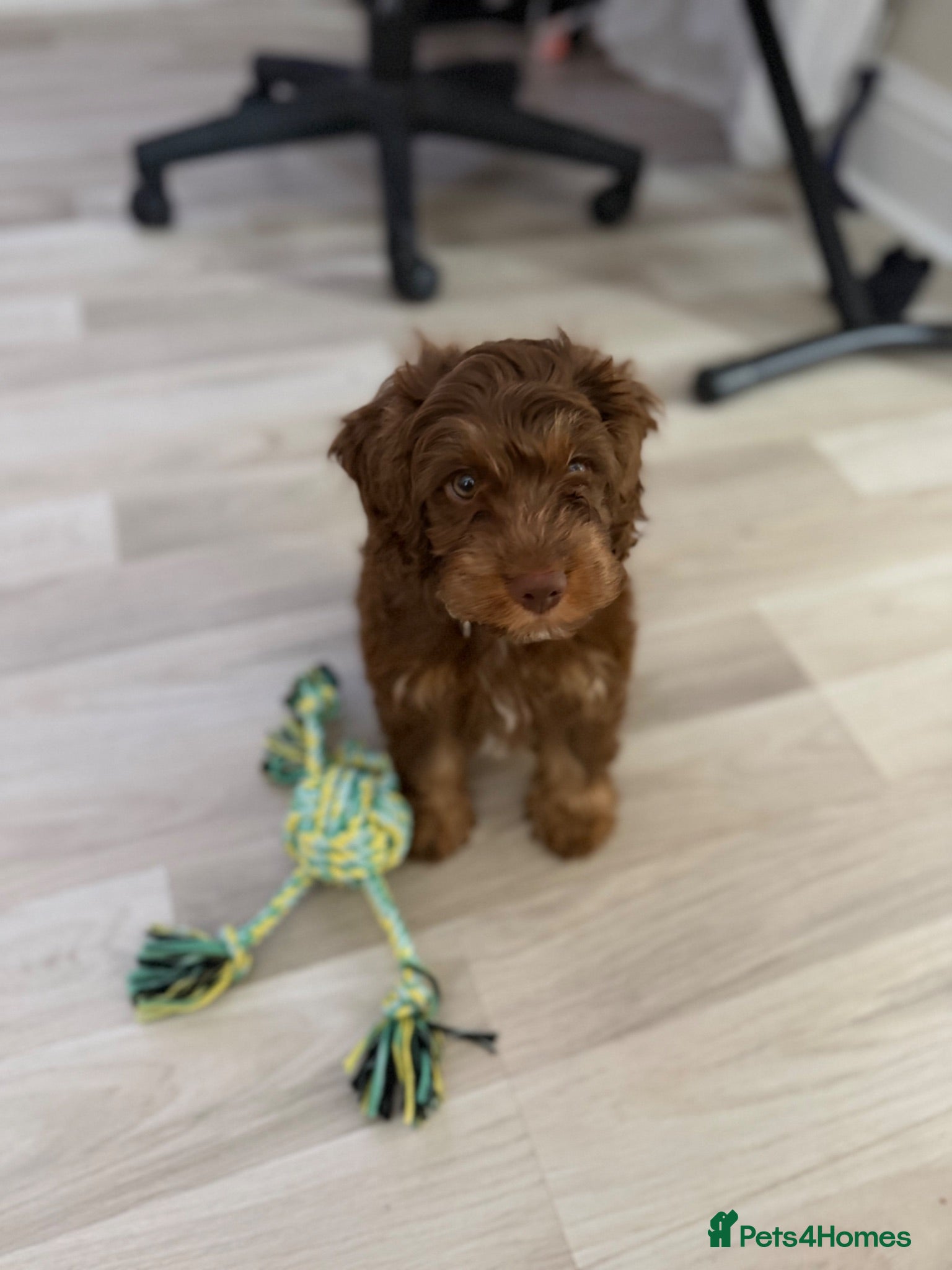 Cockapoo dogs F1 Cockapoo puppy - Junior - Advert 1