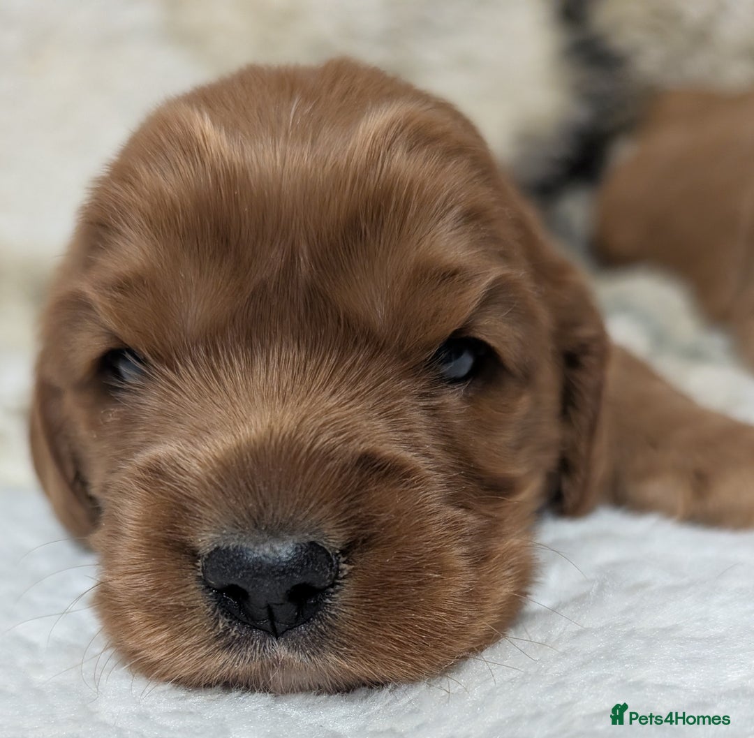 Cockalier dogs for sale: Stunning Health Tested Cockalier Puppies - Image 18