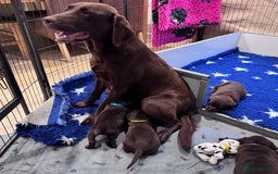 Labrador Retriever dogs for sale: Outstanding Quality Chocolate Labrador Puppies - Image 28