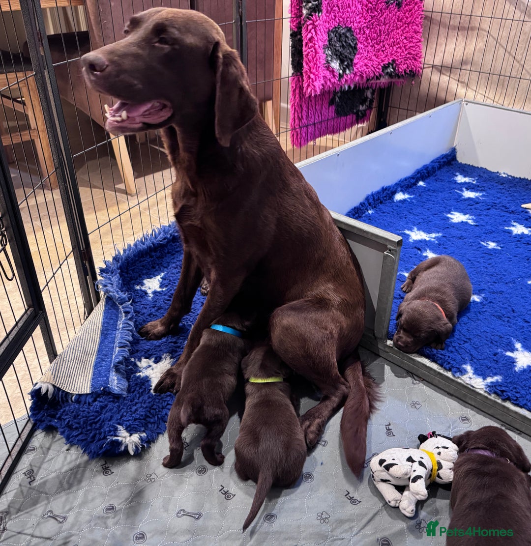 Labrador Retriever dogs for sale: Outstanding Quality Chocolate Labrador Puppies - Image 28