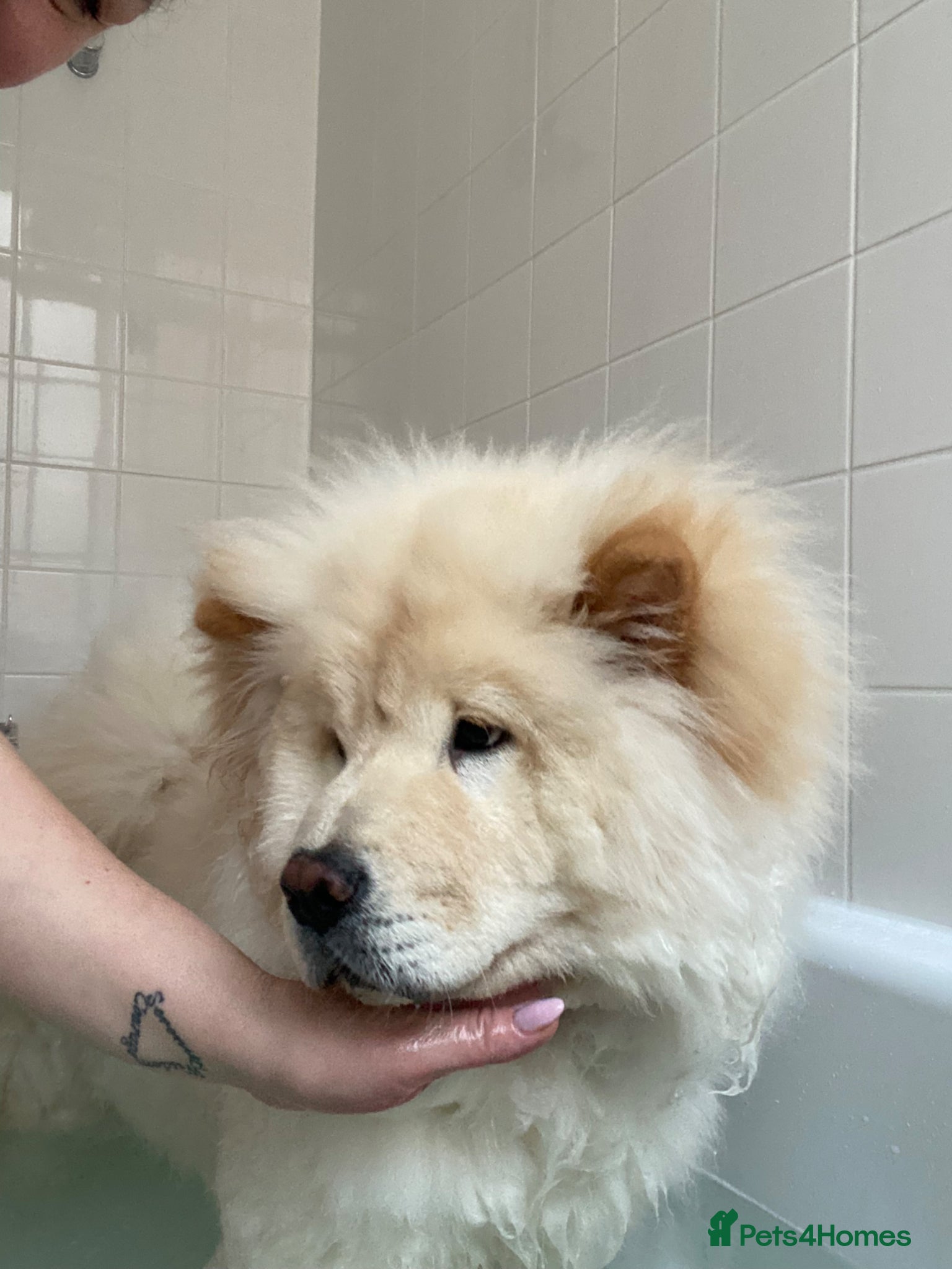 Chow Chow dogs for sale: Chow chow girl - Advert 4