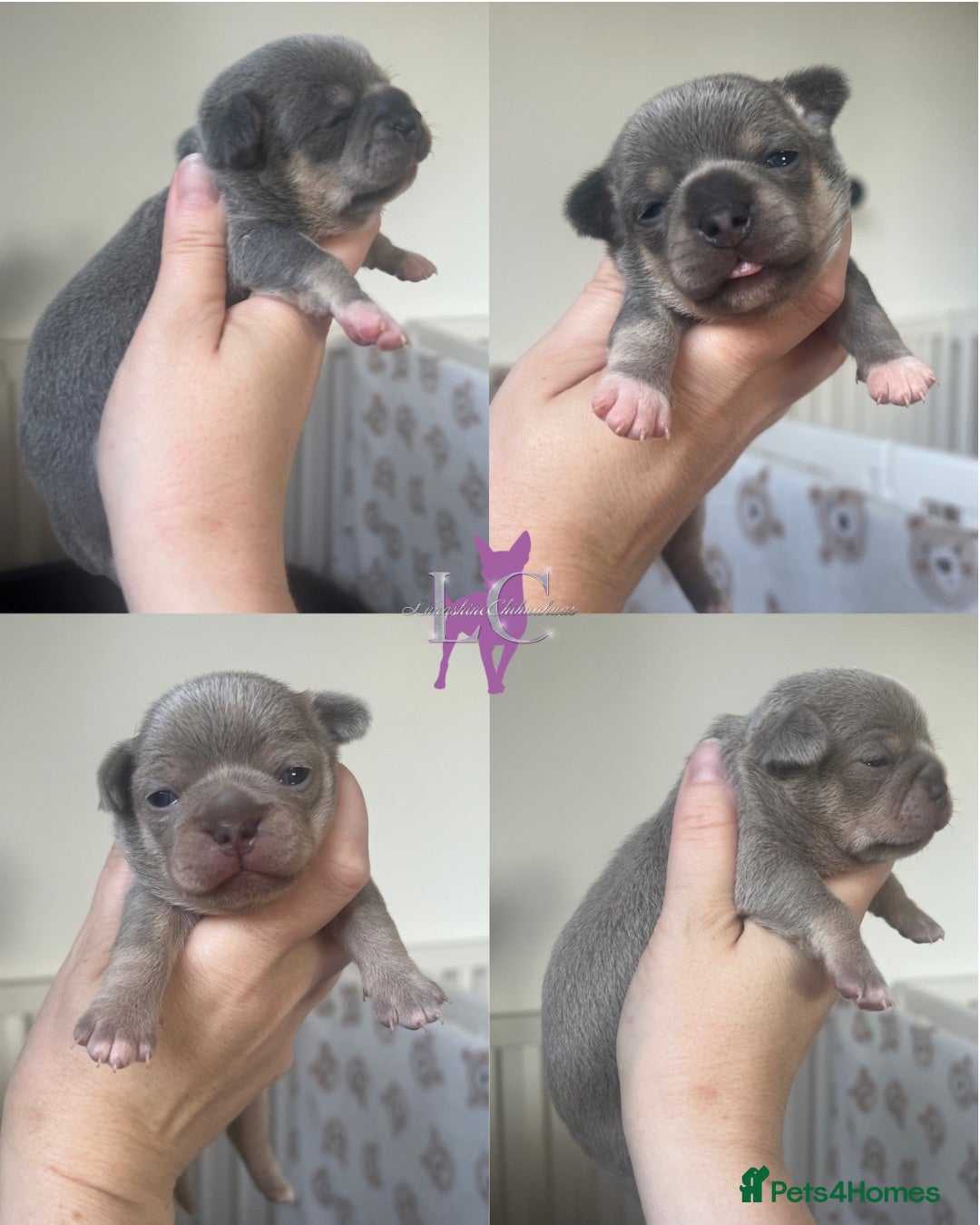 Chihuahua dogs Kc registered chihuahua pups - Advert 2