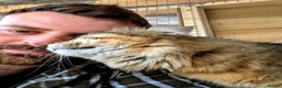 Siberian cats for stud: TICA Registered Siberian Stud - Advert 3
