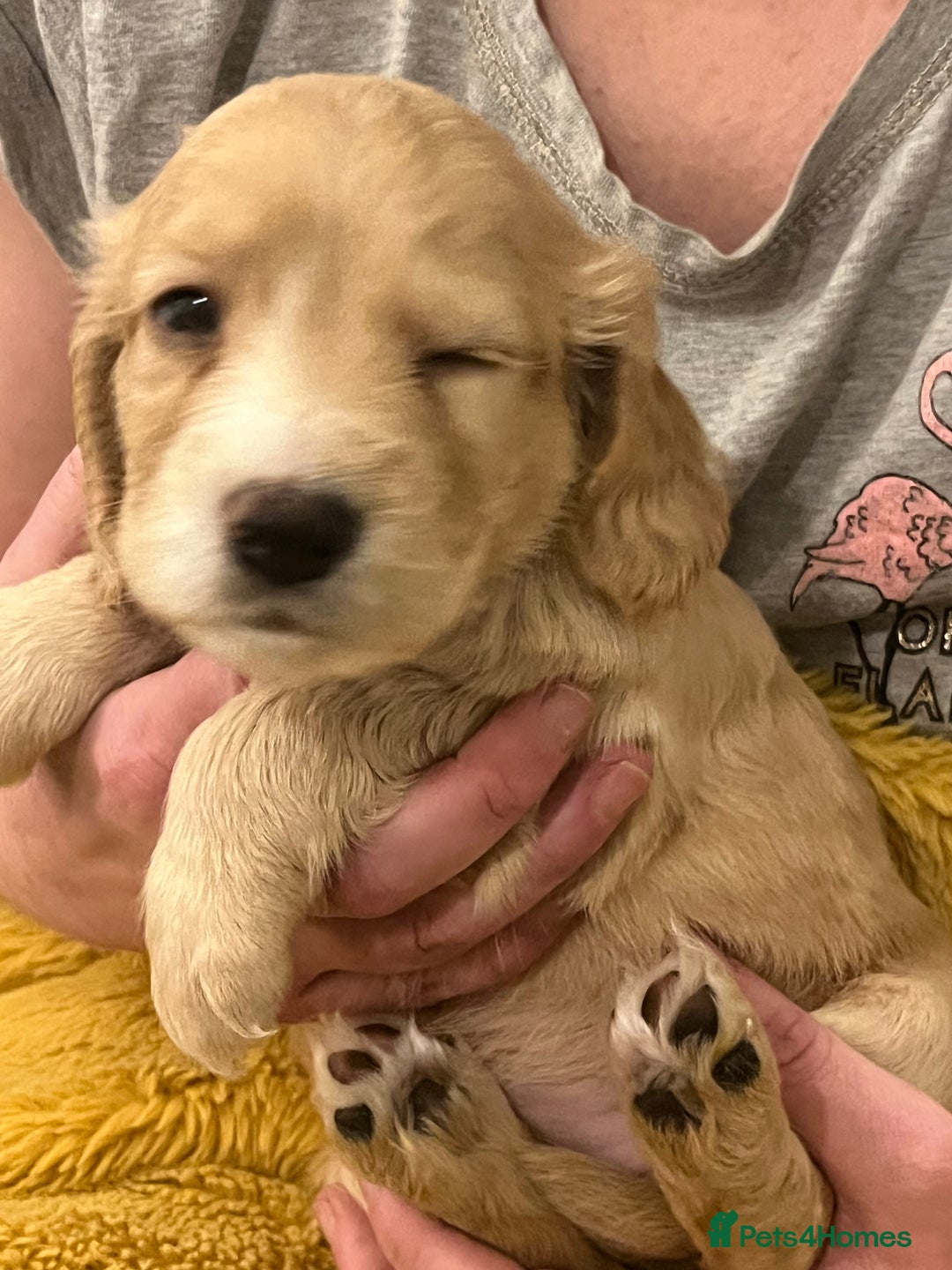 Sprocker dogs for sale: SPROCKER SPANIELS PUPPIES  - Advert 9