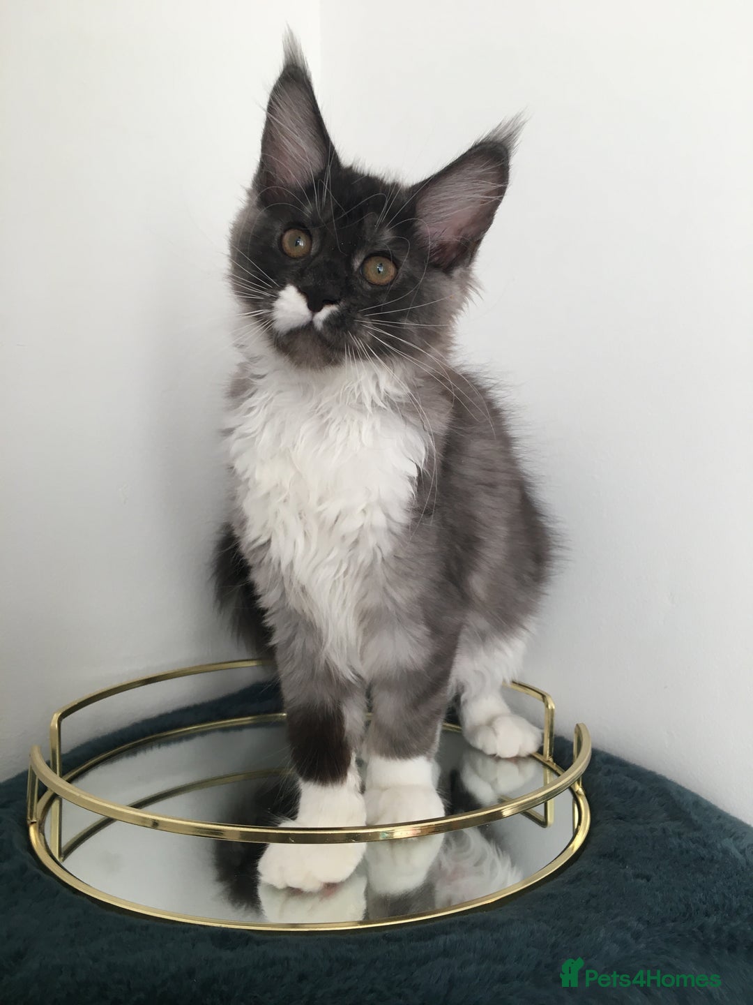 Maine Coon cats for sale: Mainecoons kittens Xl pedigree - Image 4