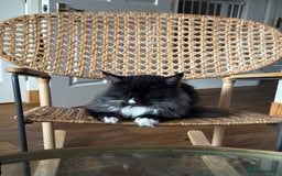 Maine Coon cats for sale: 2 year old gentle Maine Coon male - Image 3