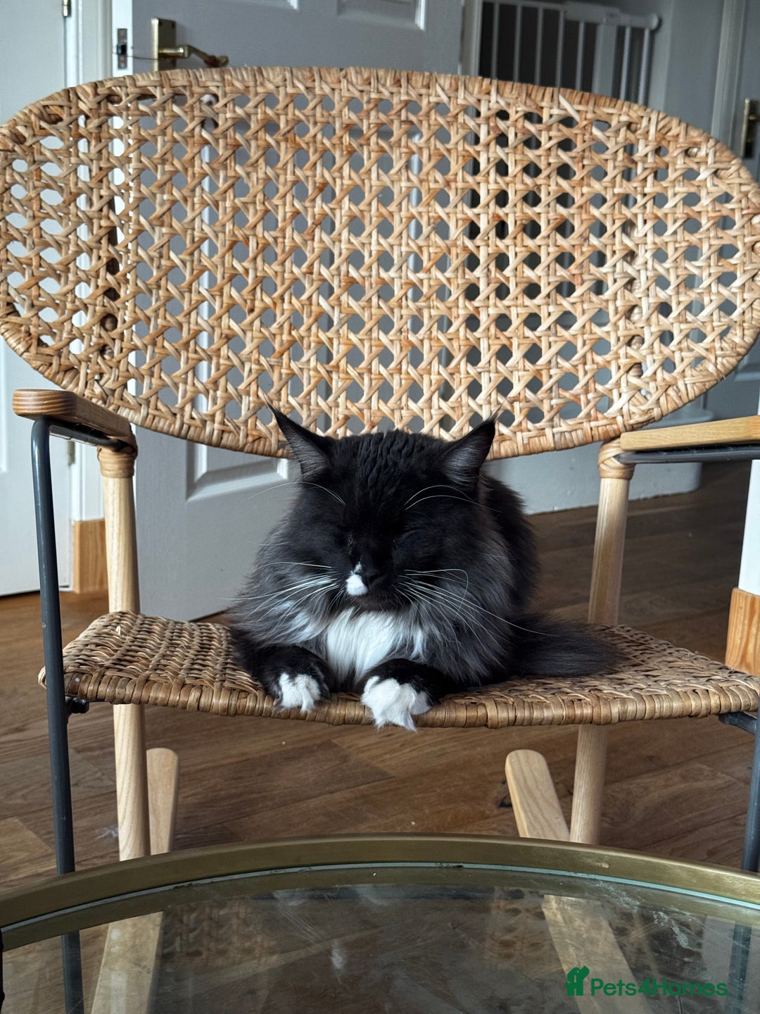 Maine Coon cats for sale: 2 year old gentle Maine Coon male - Image 3