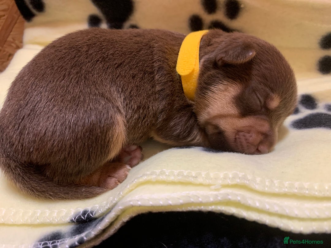 Jack Russell dogs for sale: Jack Russell Puppies  - Image 10