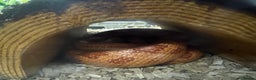 Corn Snake reptiles for sale: Corn snake plus full set up - Advert 4