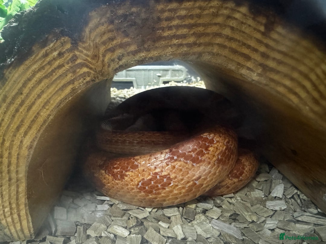 Corn Snake reptiles for sale: Corn snake plus full set up - Advert 4