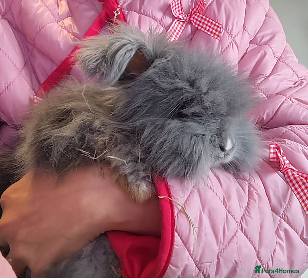 Angora rabbits for sale: ✻ Stunning Pure Bred Angora Rabbits ✻ - Advert 2