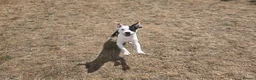Mixed Breed dogs for sale: Lucifer - Advert 4