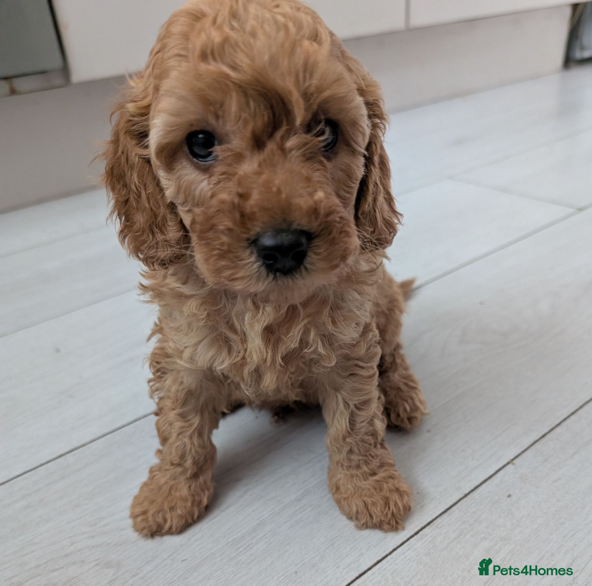 Cockapoo dogs Toy cockapoo. One little boy back up for sale   - Advert 2