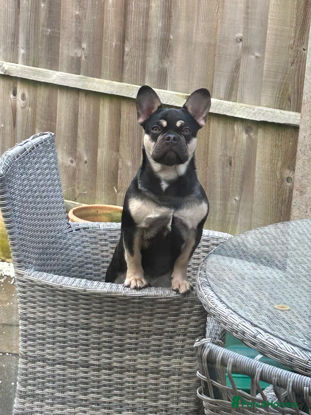 French Bulldog dogs for sale: French Bulldog - Male in Leighton Buzzard - Advert 2