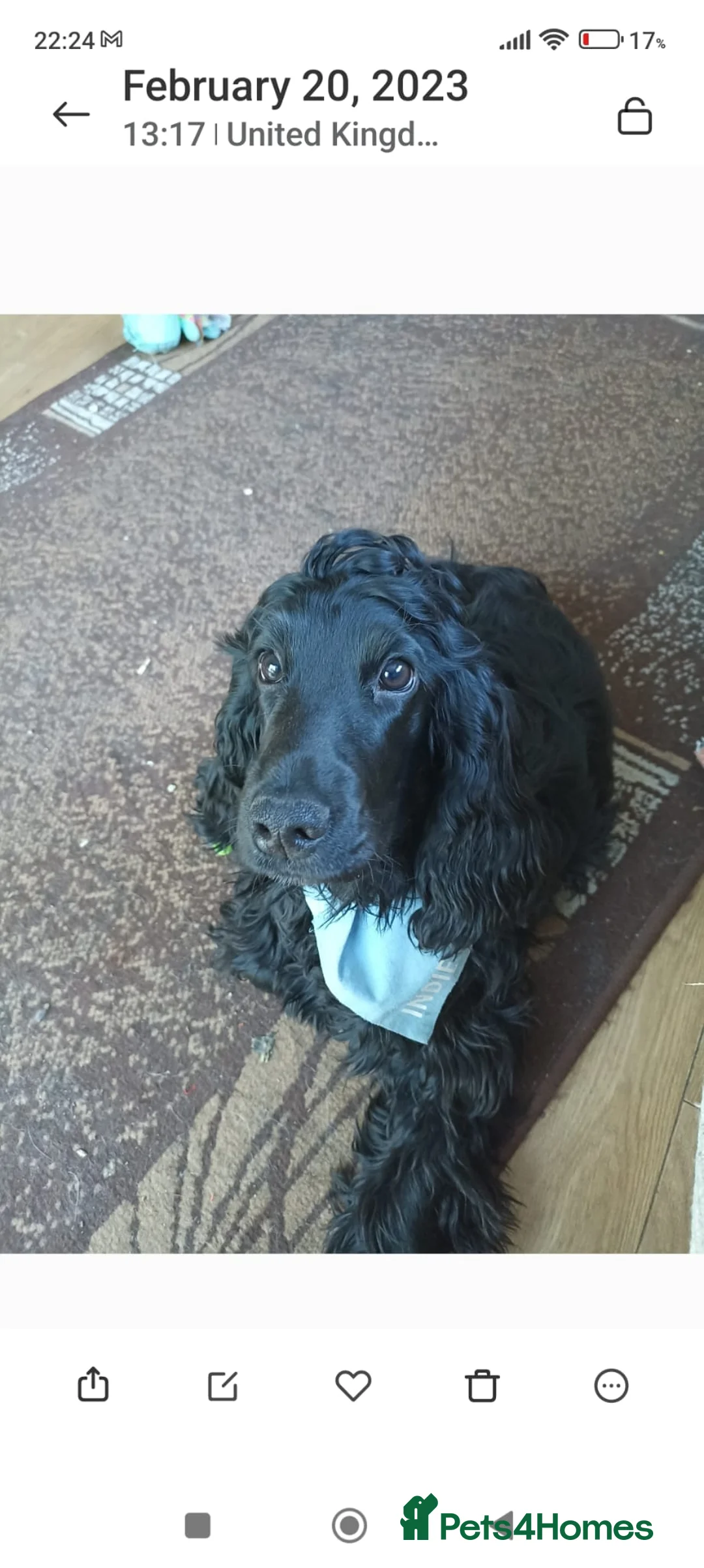 Cocker Spaniel dogs for sale: Sisters sad sale - Advert 3