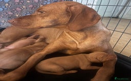 Hungarian Vizsla dogs for sale: Exceptional kc Hungarian viszla pups. Now ready  - Image 10