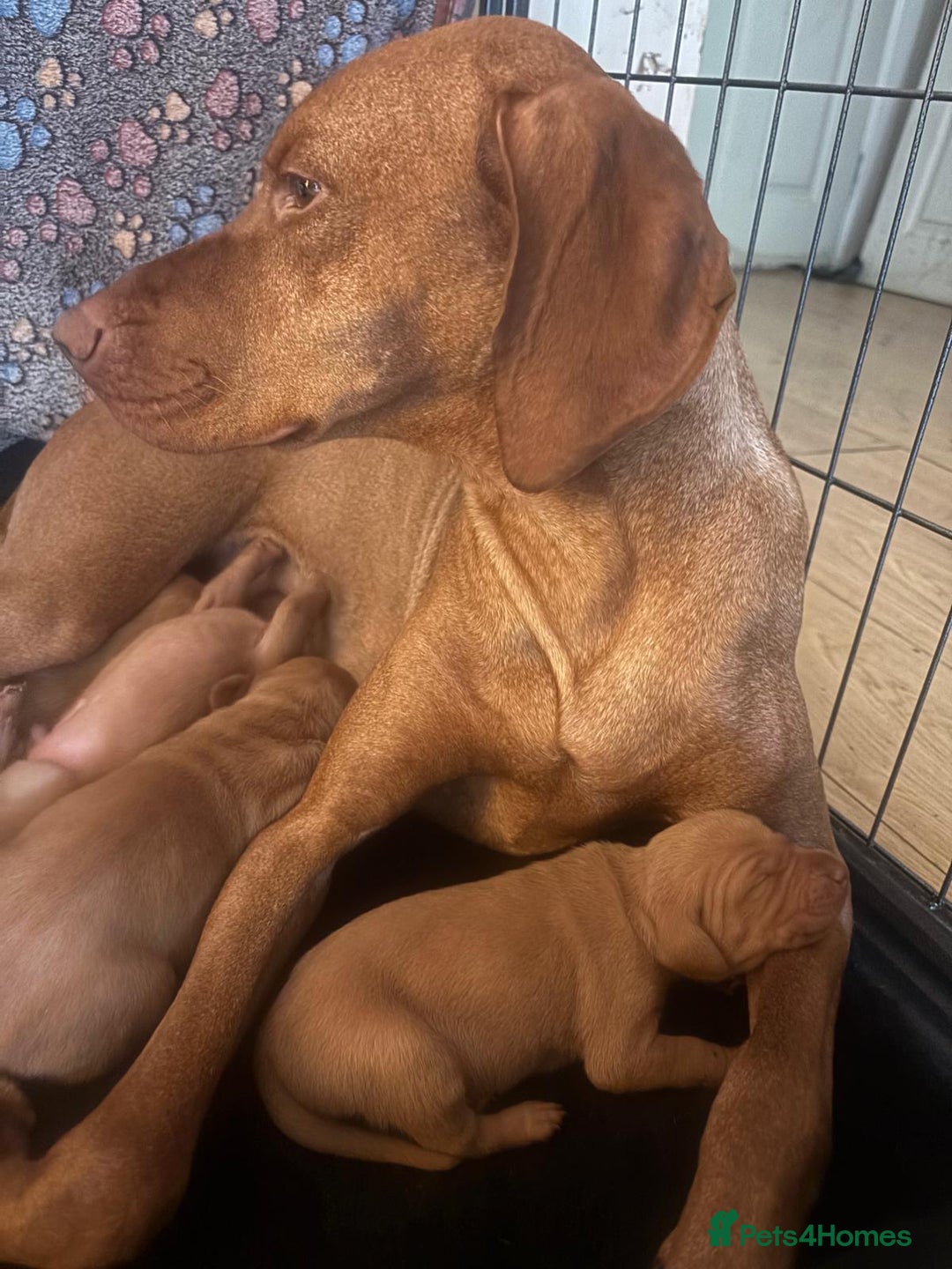 Hungarian Vizsla dogs for sale: Exceptional kc Hungarian viszla pups. Now ready  - Image 10